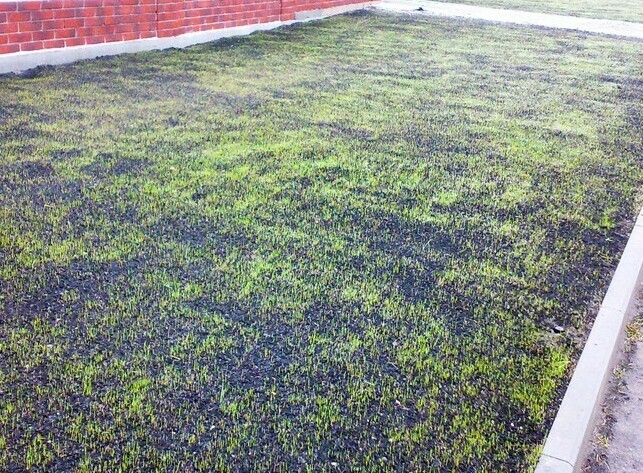 Всходы газонной травы на участке