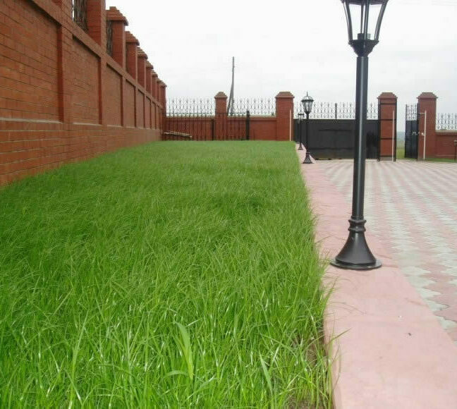 Постриженная газонная трава