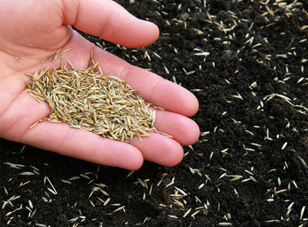 Семена газонной травы, посев