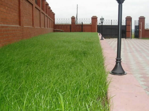 Зеленая лужайка