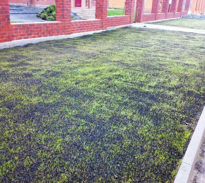 Всходы газонной травы